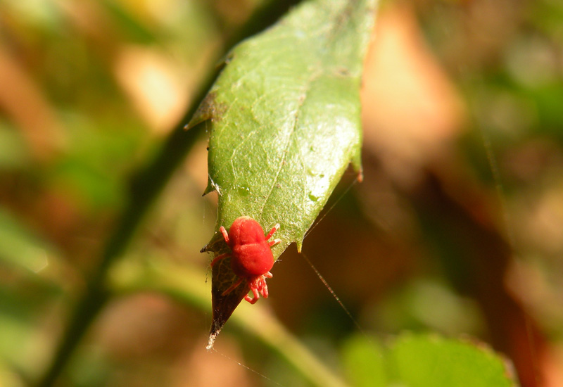 Trombidium sp.